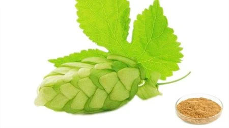 Hops Flower Extract Powder