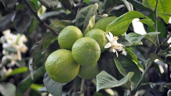 कैसे खट्टे ऑरेंटियम निकालने Synephrine बनाने के लिए?