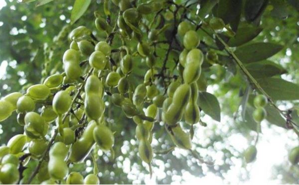 Quercetin प्रतिरक्षा में एक महत्वपूर्ण भूमिका निभाता है